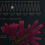 Beach of Brighton Botanical Black 2023 Tide Poster