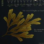 Beach of Brighton Botanical Black 2023 Tide Poster