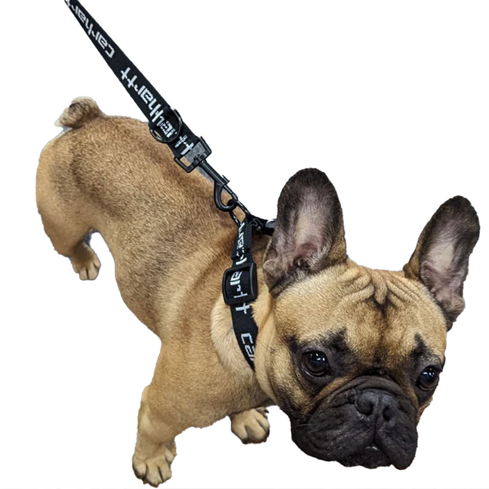 Carhartt WIP Script Dog Leash & Collar